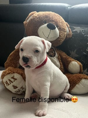 Les chiots de Staffordshire Bull Terrier