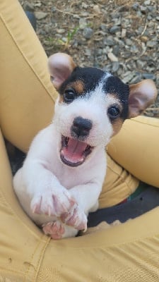 Voyou - Jack Russell Terrier