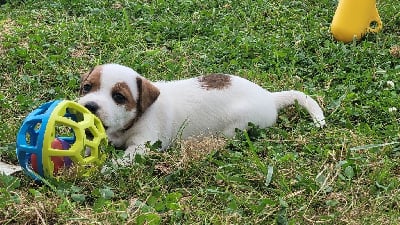 VANILLE CARAMEL - Jack Russell Terrier