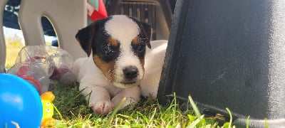 Vortex - Jack Russell Terrier