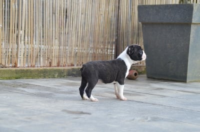 Les chiots de Boston Terrier