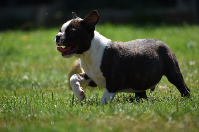 Les chiots de Boston Terrier