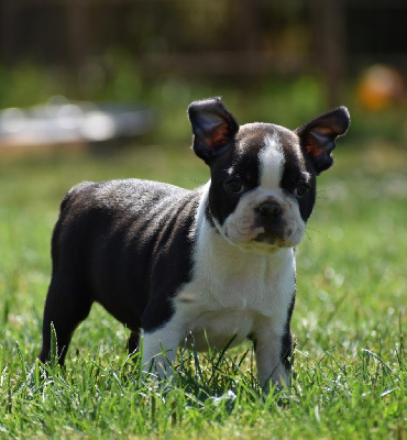 Les chiots de Boston Terrier