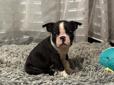 Les chiots de Boston Terrier