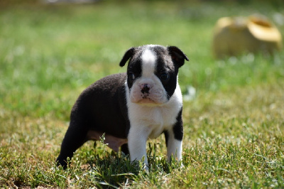 Les chiots de Boston Terrier