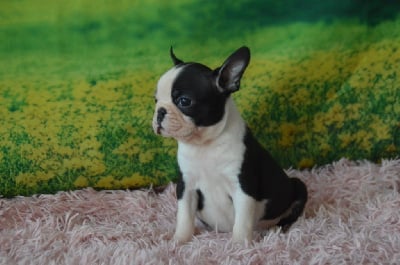 Les chiots de Boston Terrier