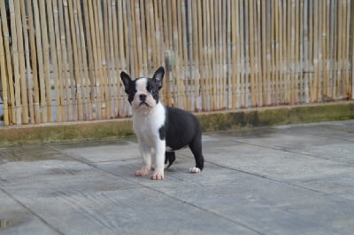 Les chiots de Boston Terrier