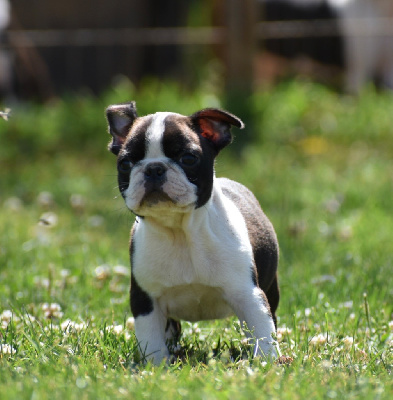 Les chiots de Boston Terrier