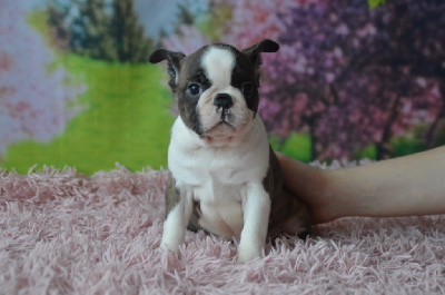 Les chiots de Boston Terrier