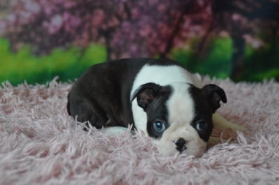 Les chiots de Boston Terrier