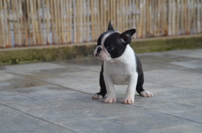 Les chiots de Boston Terrier