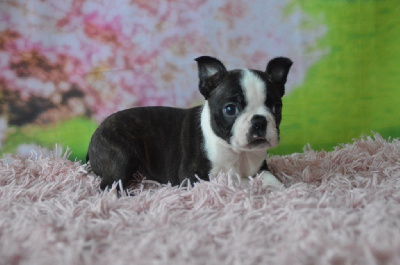 Les chiots de Boston Terrier