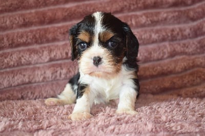 Visa (Femelle épaule blanche) - Cavalier King Charles Spaniel