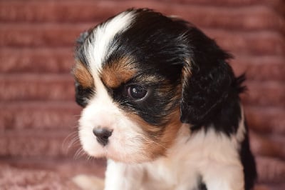 Les chiots de Cavalier King Charles Spaniel