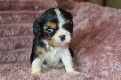 Les chiots de Cavalier King Charles Spaniel