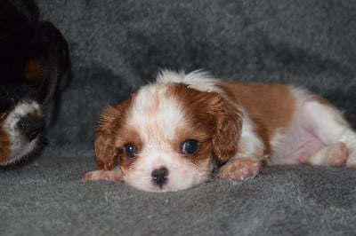 Les chiots de Cavalier King Charles Spaniel