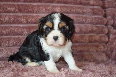 Les chiots de Cavalier King Charles Spaniel