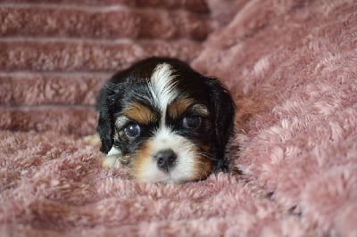 Viggo (Male tricolore épaule blanche ) - Cavalier King Charles Spaniel