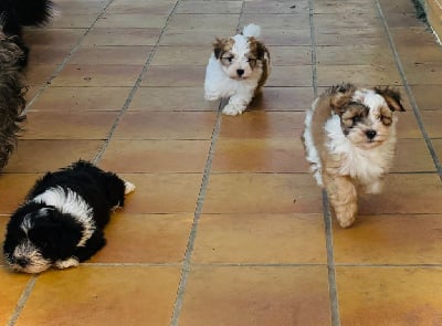 Les chiots de Bichon Havanais