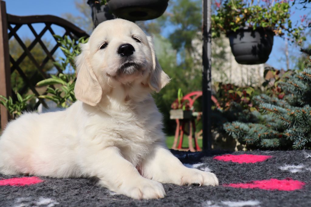 CHIOT 4 - Golden Retriever