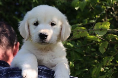 Les chiots de Golden Retriever