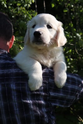 Les chiots de Golden Retriever