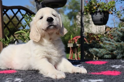 Les chiots de Golden Retriever