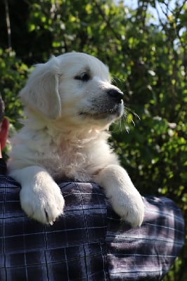 Les chiots de Golden Retriever