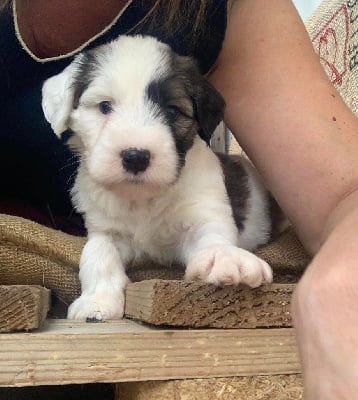 Les chiots de Terrier Tibetain