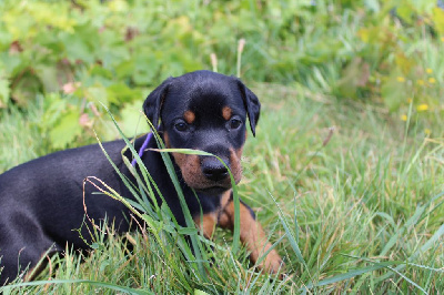 Les chiots de Dobermann