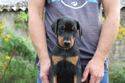 Collier Marron - Dobermann