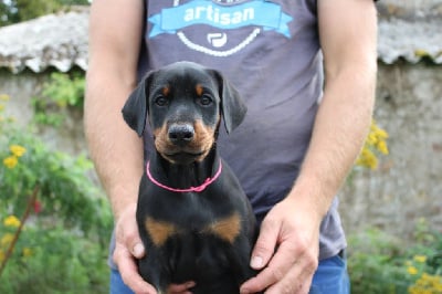 Collier Rose - Dobermann