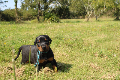 Les chiots de Dobermann