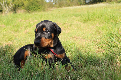 Les chiots de Dobermann