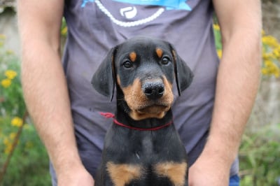 Collier Rouge - Dobermann