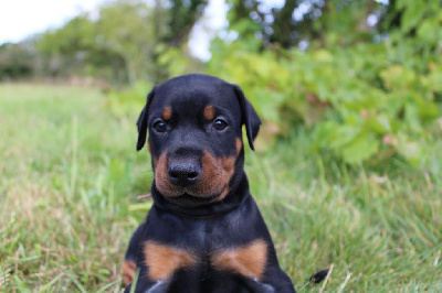 Les chiots de Dobermann