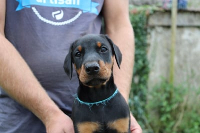 Collier Bleu clair - Dobermann