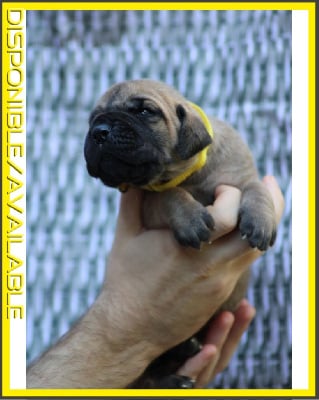 jaune VEGETA SUPER SAIYAN - Dogue allemand