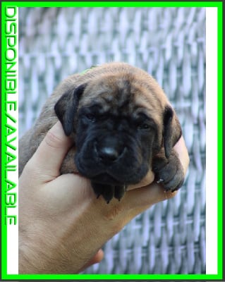 vert VZAO DORAN DOXOSS - Dogue allemand