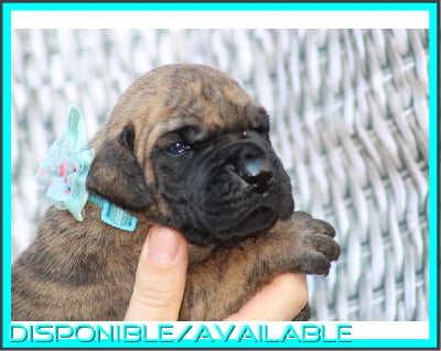 Les chiots de Dogue allemand