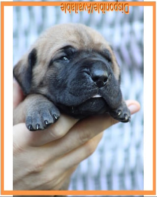 Orange VJOLNIR - Dogue allemand