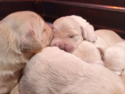 Les chiots de Golden Retriever