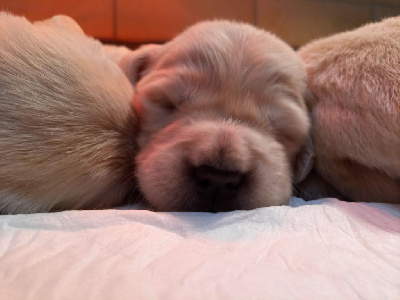 Les chiots de Golden Retriever