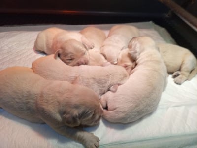 Les chiots de Golden Retriever