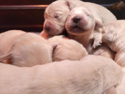 Les chiots de Golden Retriever