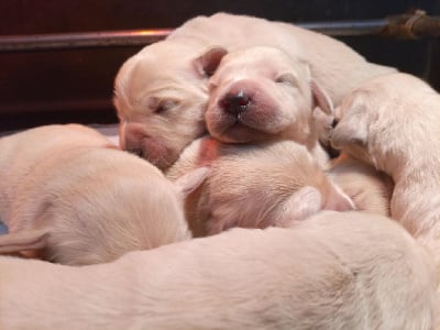 Les chiots de Golden Retriever