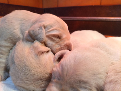 Les chiots de Golden Retriever