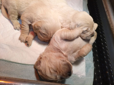 Les chiots de Golden Retriever