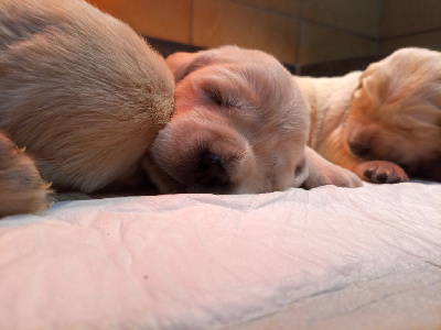 Les chiots de Golden Retriever