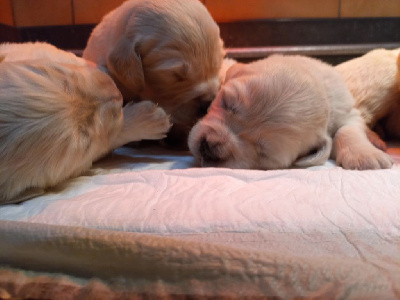 Les chiots de Golden Retriever